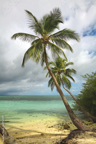 Tropical beach with palm tree