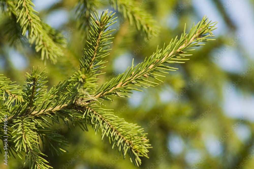 Pine tree branch 2 Pine tree branch 2