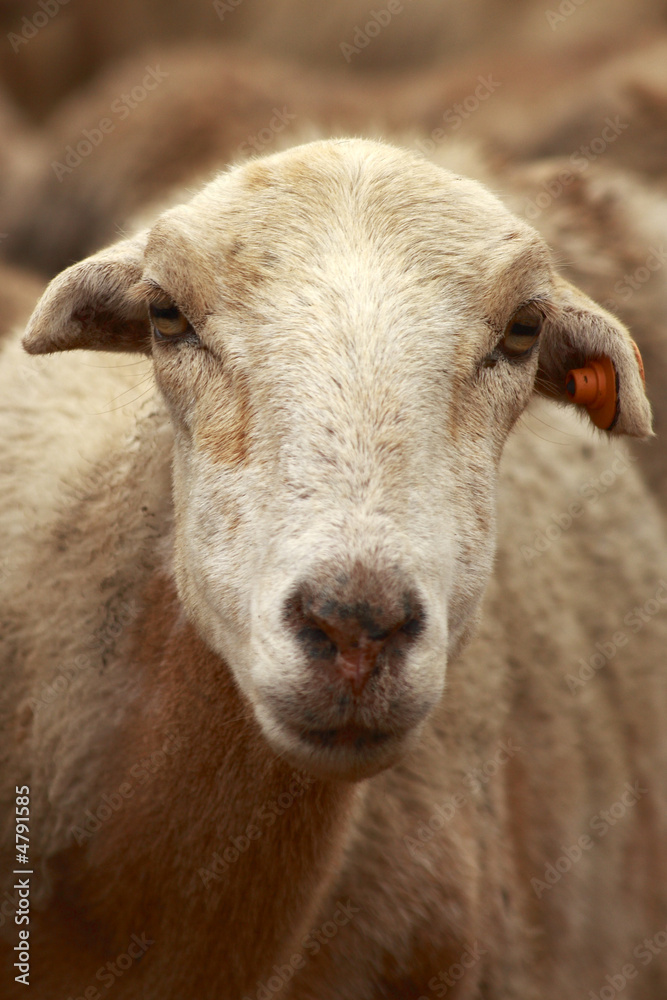 Obraz premium Y tu que miras?