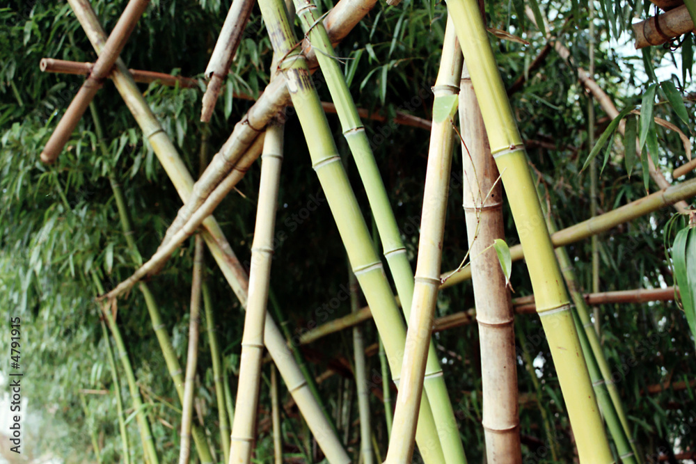 Obraz premium bamboo