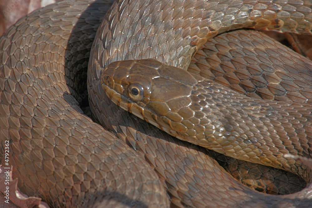Obraz premium Coiled Water Snake Sunning