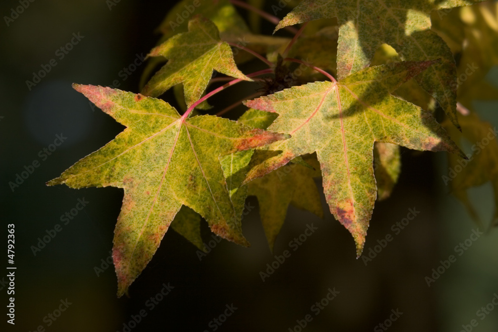 Fototapeta premium Turning leaves
