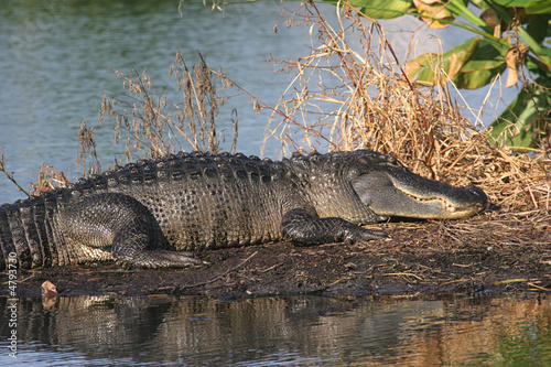 Sunning Alligator in the Florida Everglades © Steve Byland