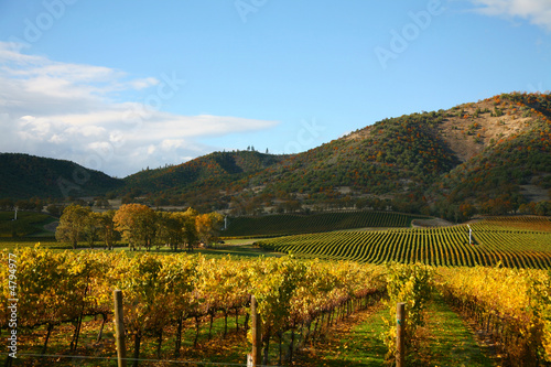 Vineyard in Autumn