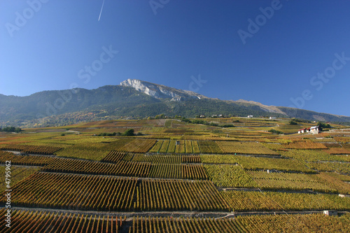 Vignobles près de Sion