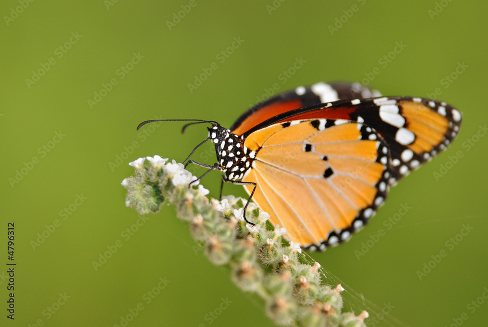 Fototapeta premium Motyl monarcha