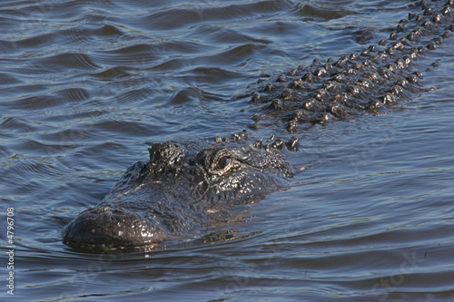 Swimming Alligator in the Florida Everglades