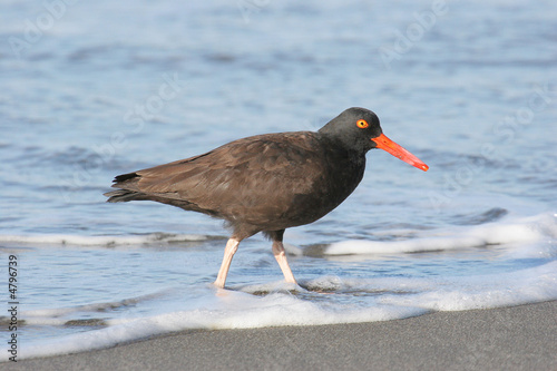 Black Oystercatcher Wading in the Surf photo