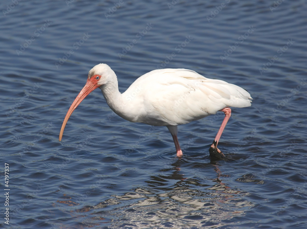 Hungry White Ibis Hunting in the Florida Everglades