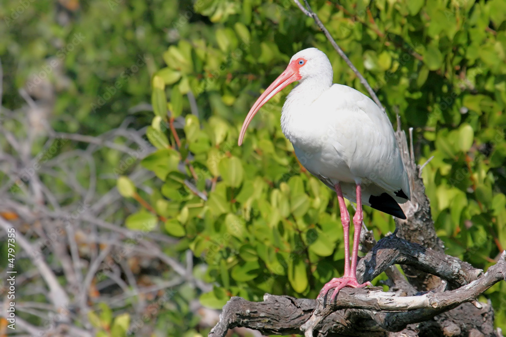 Fototapeta premium White Ibis in the Florida Everglades