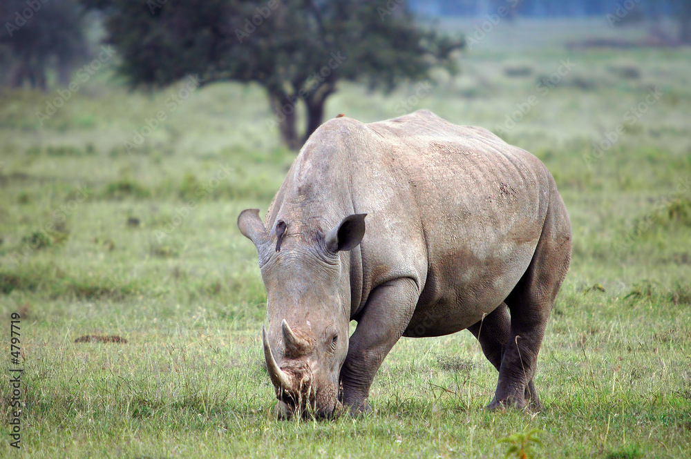 Naklejka premium Rhinoceros (Rhinocerotidae).