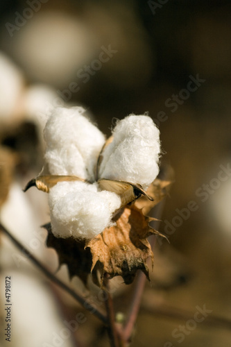 cotton field © Victor B