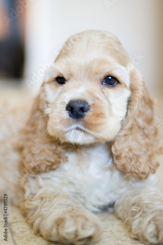 sitting sweet puppy
