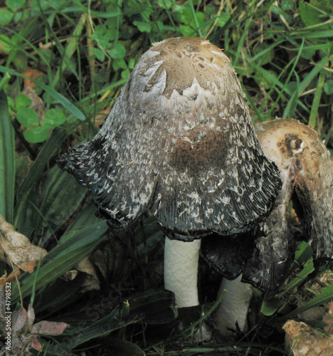 toadstool