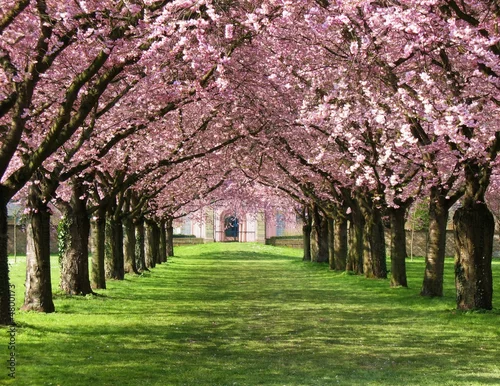 Obraz aleja z kwitnących drzew