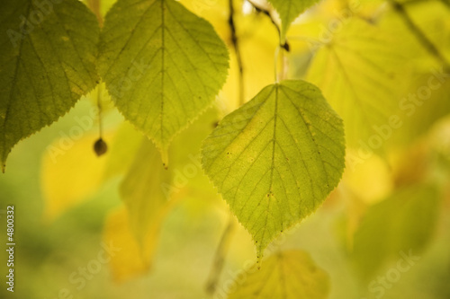 yellow linden