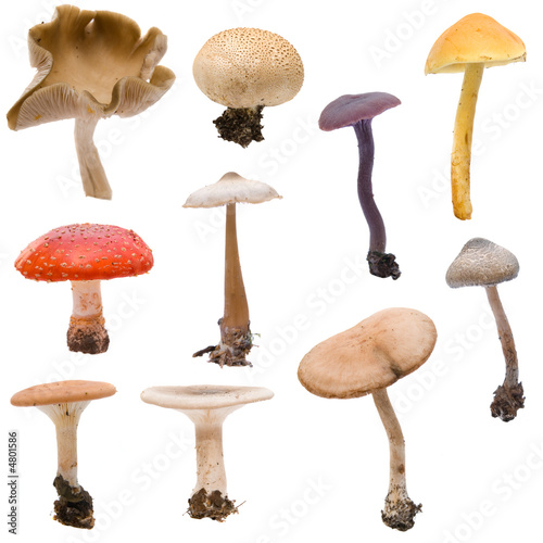 Various woodland mushrooms and toadstools on white background