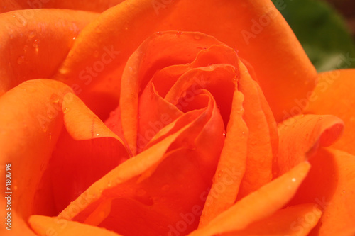 Super Saturated Orange Rose