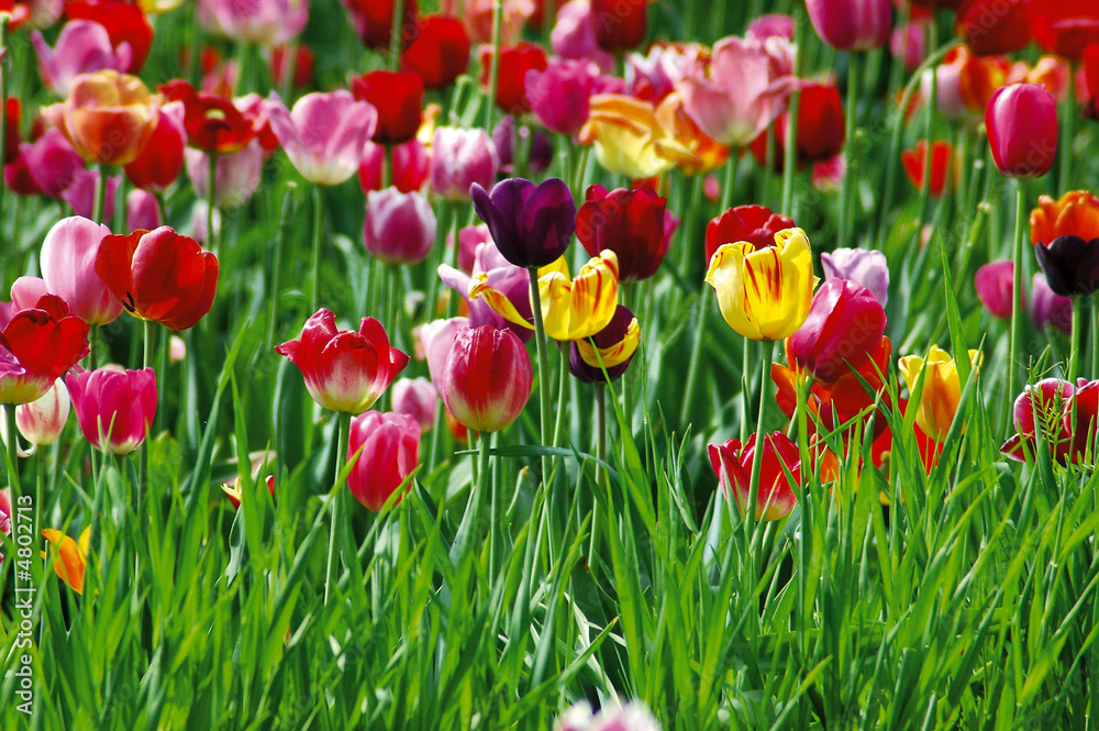 Tulpen 2 Tulpen 2