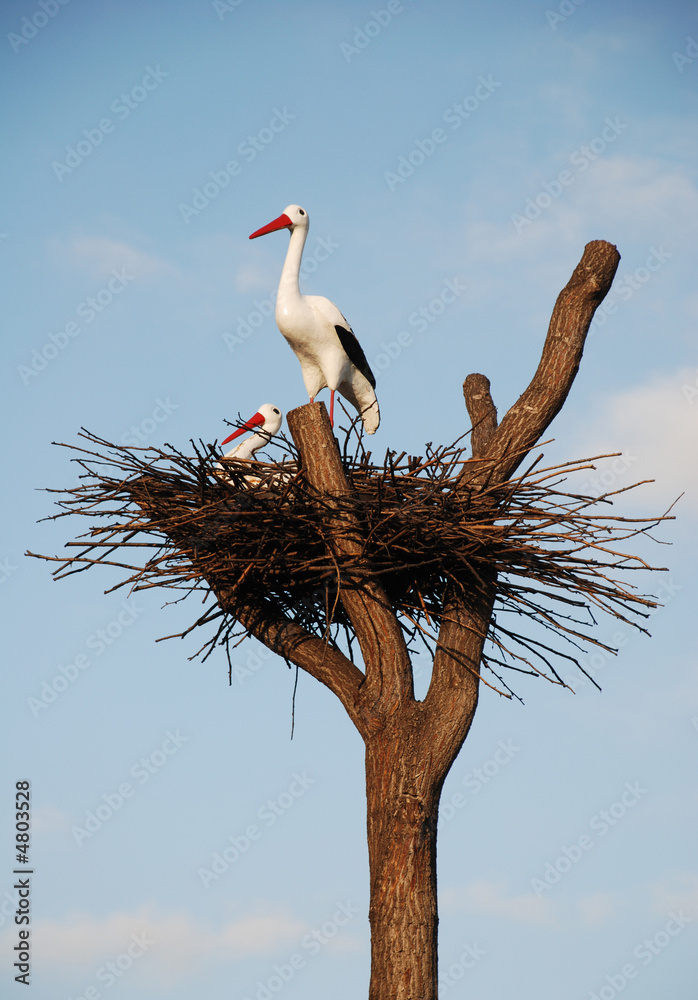 Fototapeta premium storks in the nest