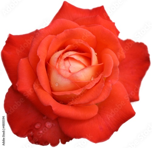 Rot-orange Rose  freigestellt