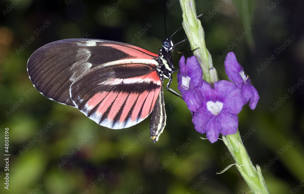 Piano Key Butterfly, Heliconius melponeme Piano Key Butterfly, Heliconius melponeme