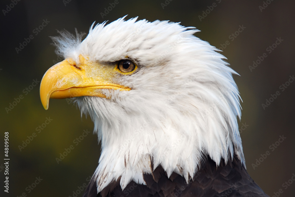American Bald Eagle (Haliaeetus leucocephalus) American Bald Eagle (Haliaeetus leucocephalus)