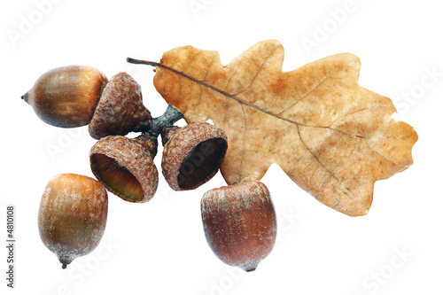 Autumnal acorn
