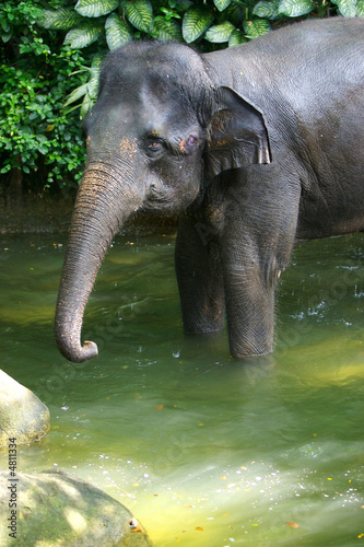 Asian Elephant © Kitch Bain