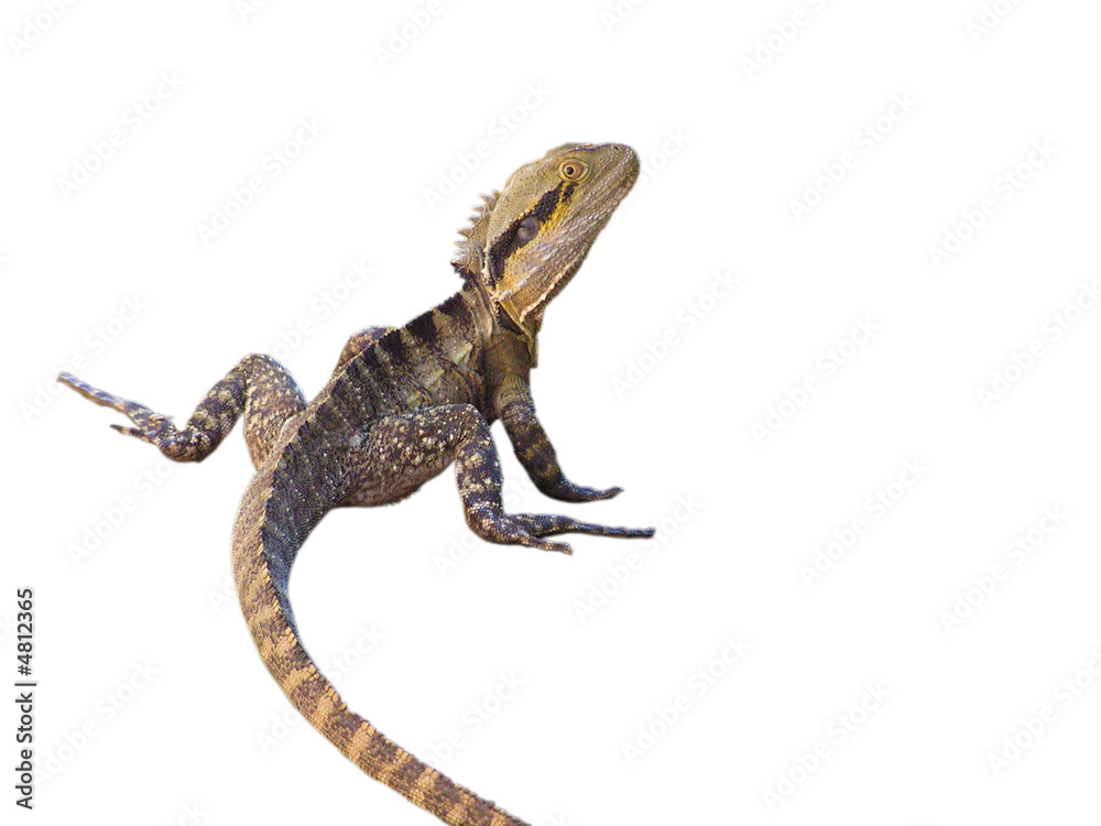 Obraz premium Australian water dragon