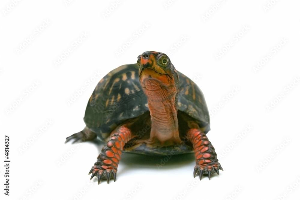 Naklejka premium Tortuga_6224.