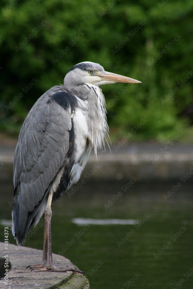 Fototapeta premium Heron in a park