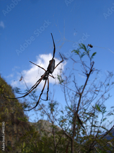 araignée réunionnaise