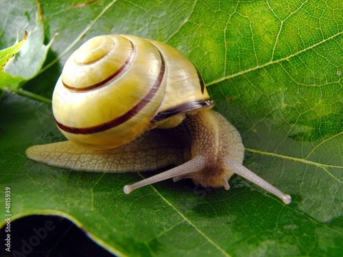 snail on leaf photo