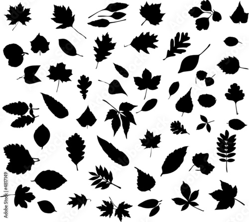 Collection of autumn Leaves