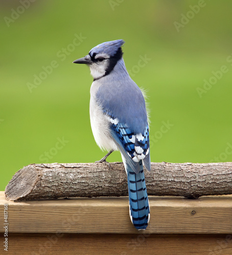Photo Blue jay perched on a deck rail.