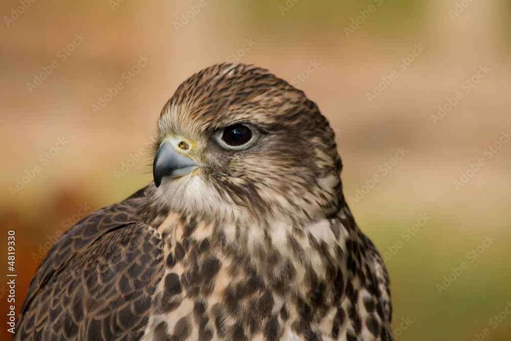 falcon #1