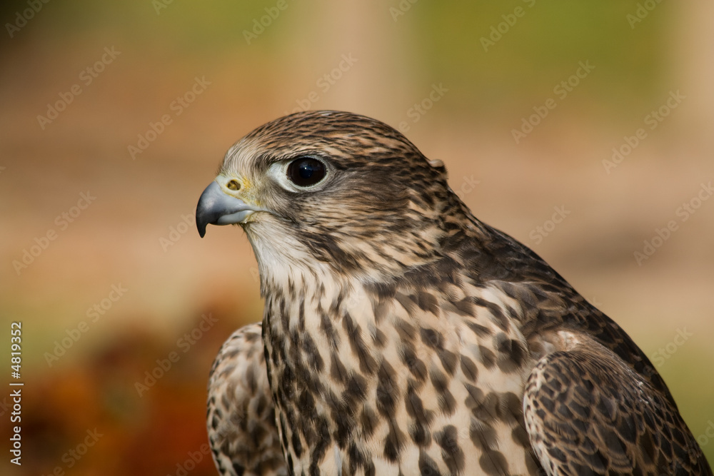 falcon #2 falcon #2