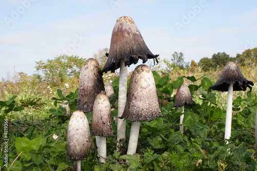 Canvas Print Wild Mushrooms