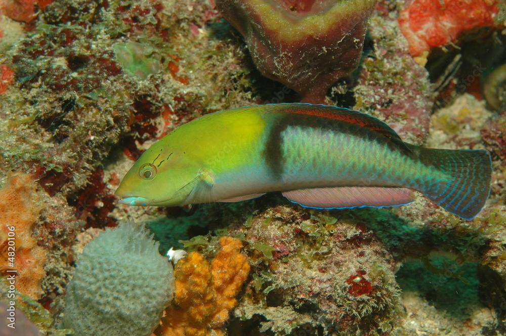 Yellowhead Wrasse, Halichores gamoti Yellowhead Wrasse, Halichores gamoti