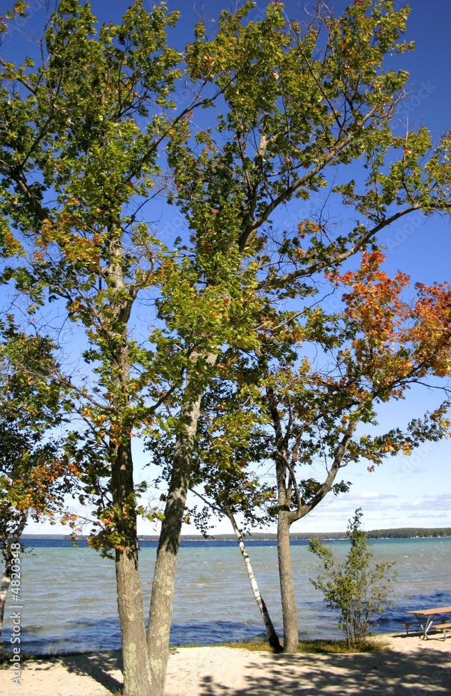 Autumn Trees