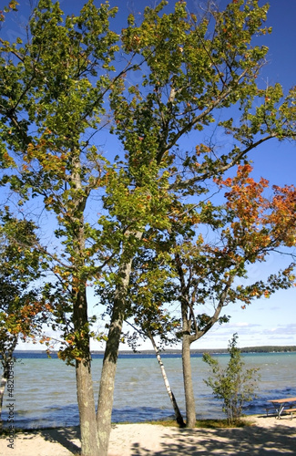 Fototapeta Naklejka Na Ścianę i Meble -  Autumn Trees