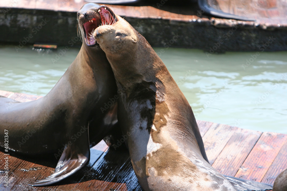 Fototapeta premium Sea lions playing