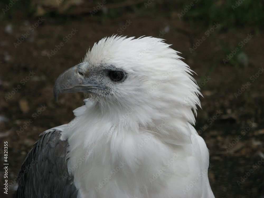 sea eagle