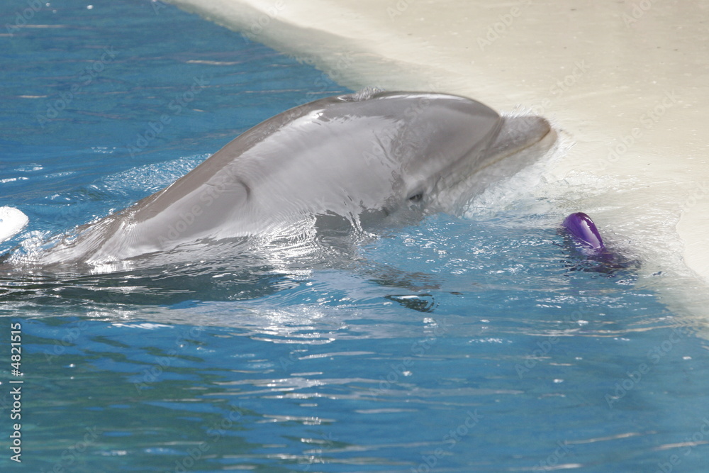 Fototapeta premium DOLPHINS IN TRAINING