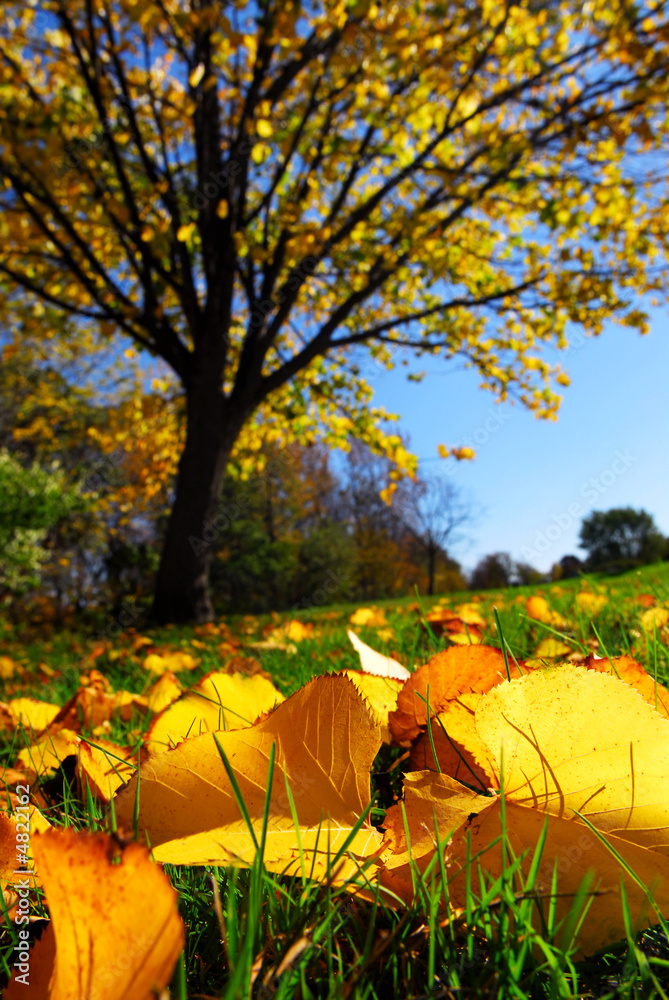 Naklejka premium Autumn landscape