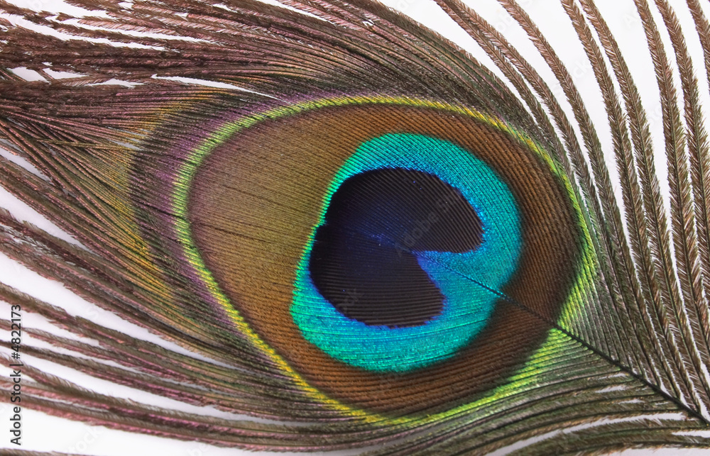 Obraz premium feather of peacock