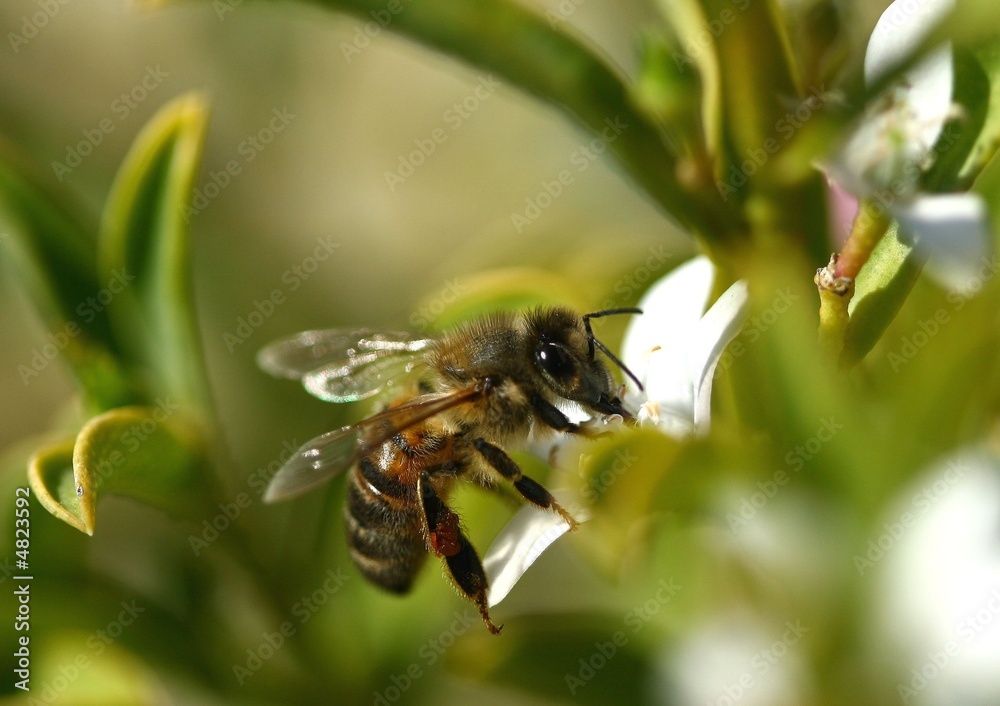 Busy Bee Busy Bee