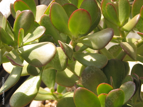 Home plant