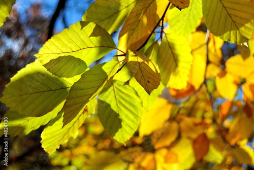 Autumn park